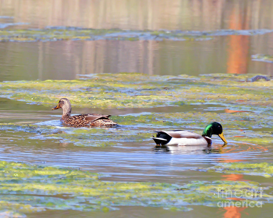 Mallard Ducks Photograph - Mallard Ducks On The Pond by Kerri Farley