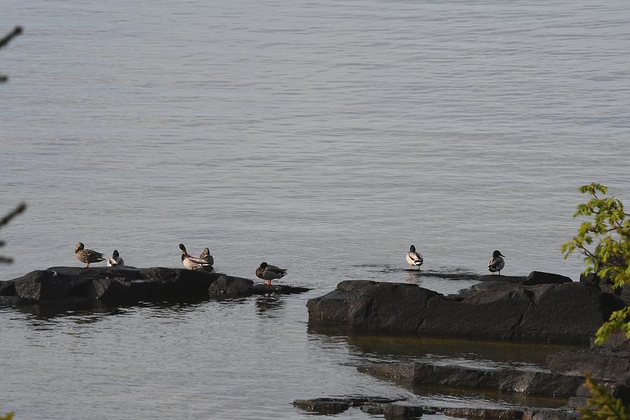 Mallard Ducks on the Rocks Photograph by Hella Buchheim
