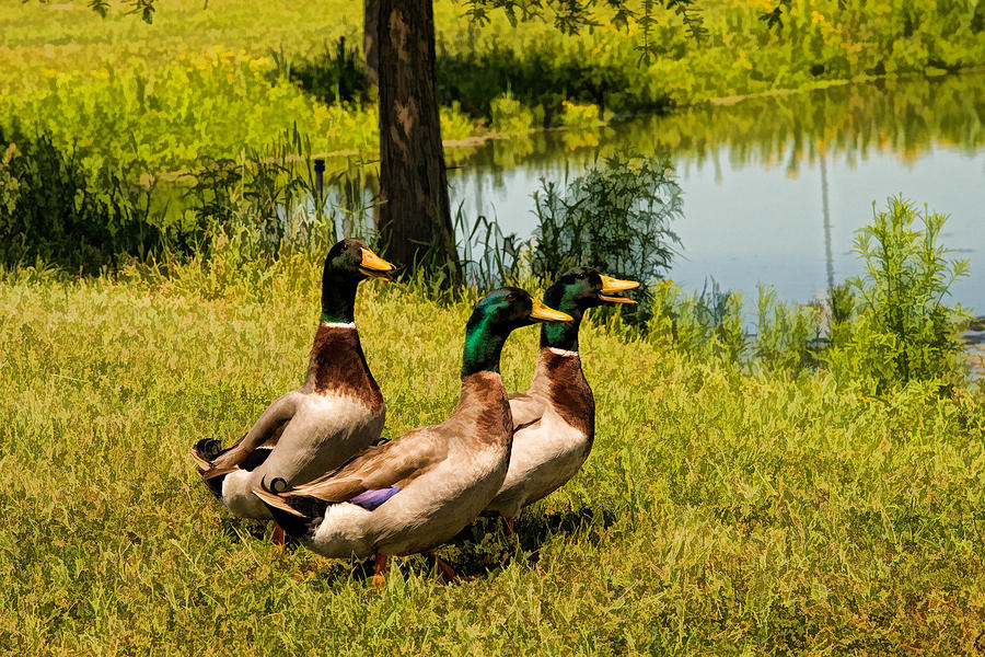 Mallard Ducks Photograph by Peggy Blackwell