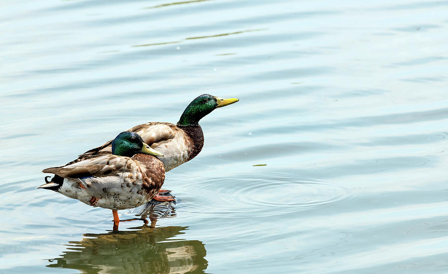 Mallard Ducks Photograph by Sam Rino