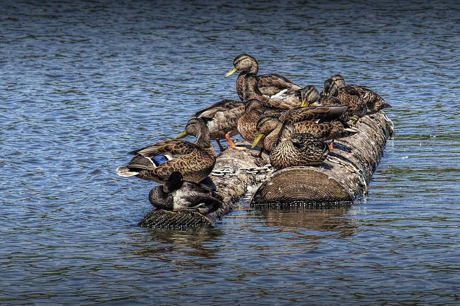 Mallard Ducks sitting on floating logs Photograph by Randall Nyhof