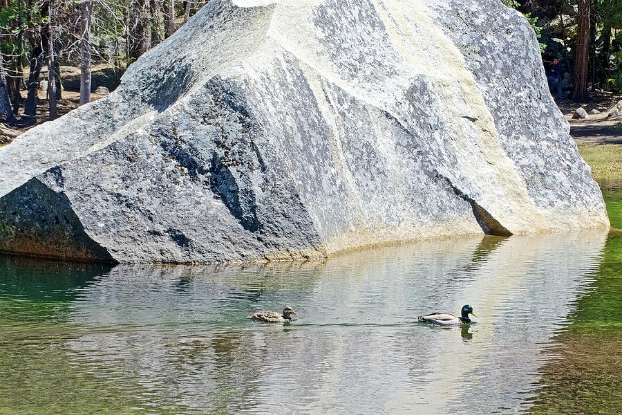 Mallard Ducks Swimming in a Rock Reflection in Mirror Lake in Yosemite National Park, California Photograph by Ruth Hager