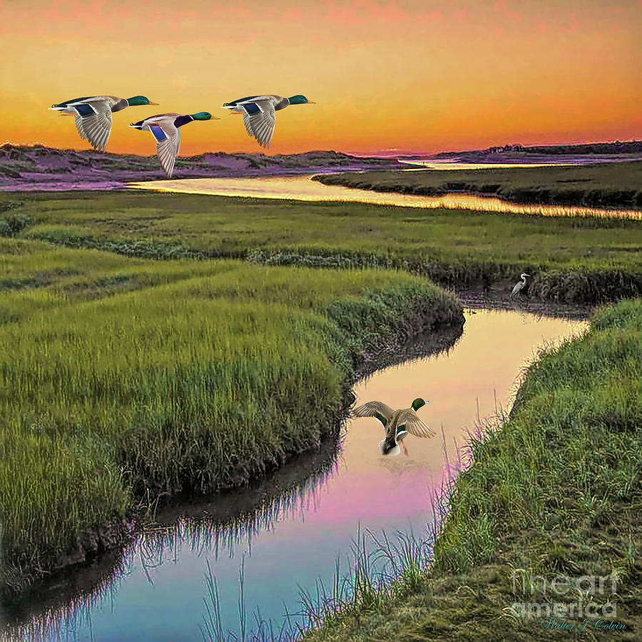 Mallard Ducks Digital Art by Walter Colvin