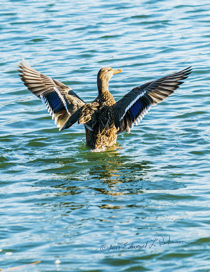 Mallard Exercises Photograph by Ed Peterson