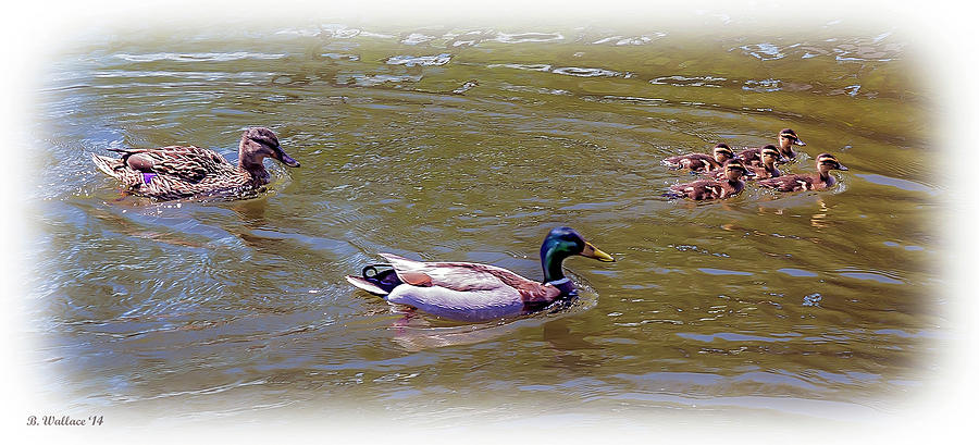 Mallard Family Outing Photograph by Brian Wallace