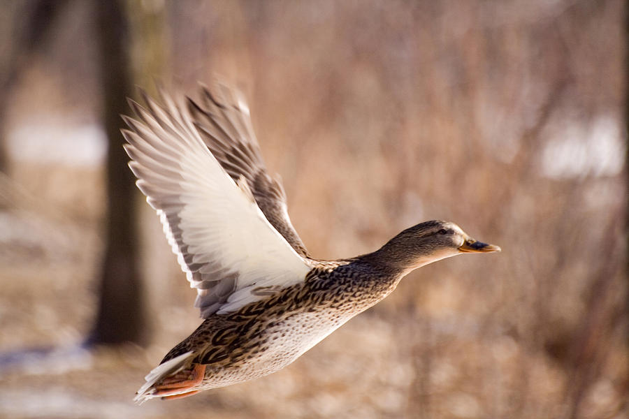 Mallard Female in Flight Photograph by Laurie With - Fine Art America