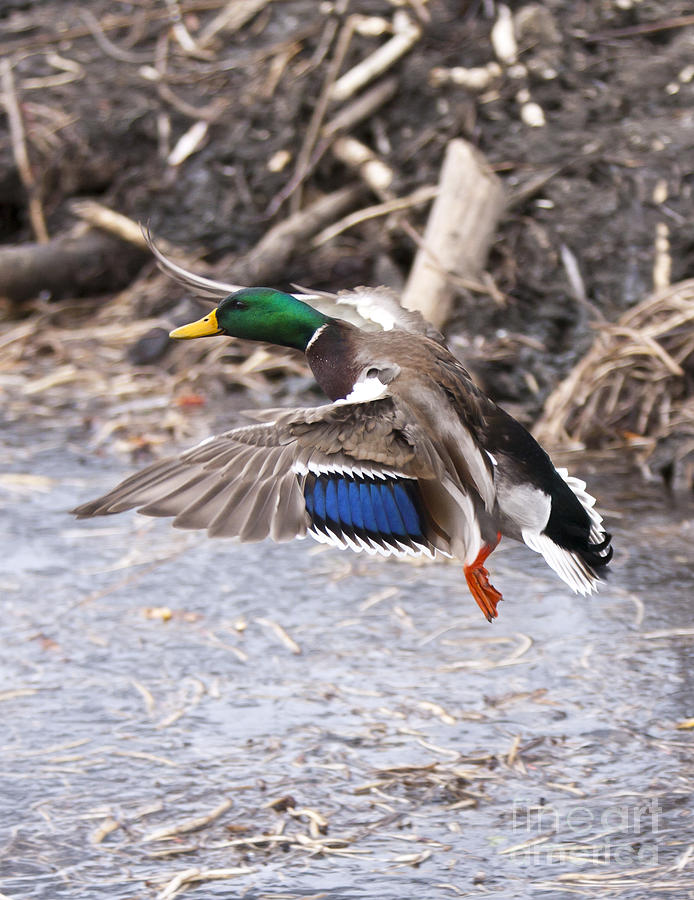 Duck Photograph - Mallard Flight by Douglas Kikendall