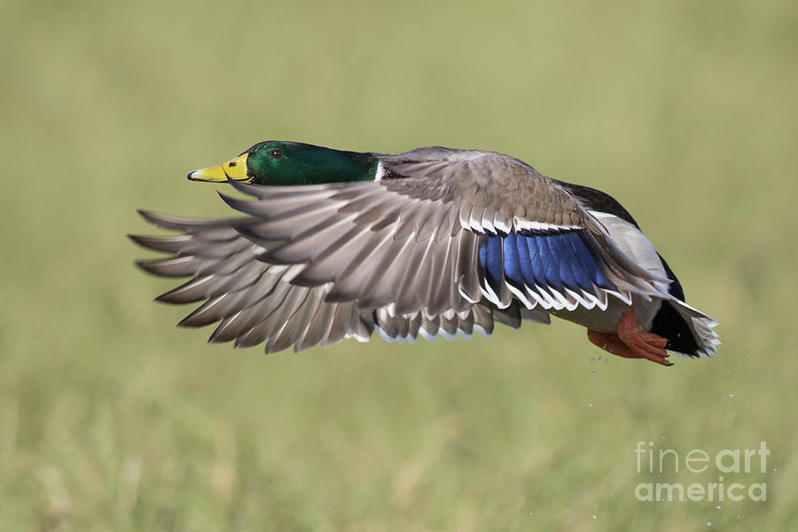 Mallard fly by Photograph by Bryan Keil