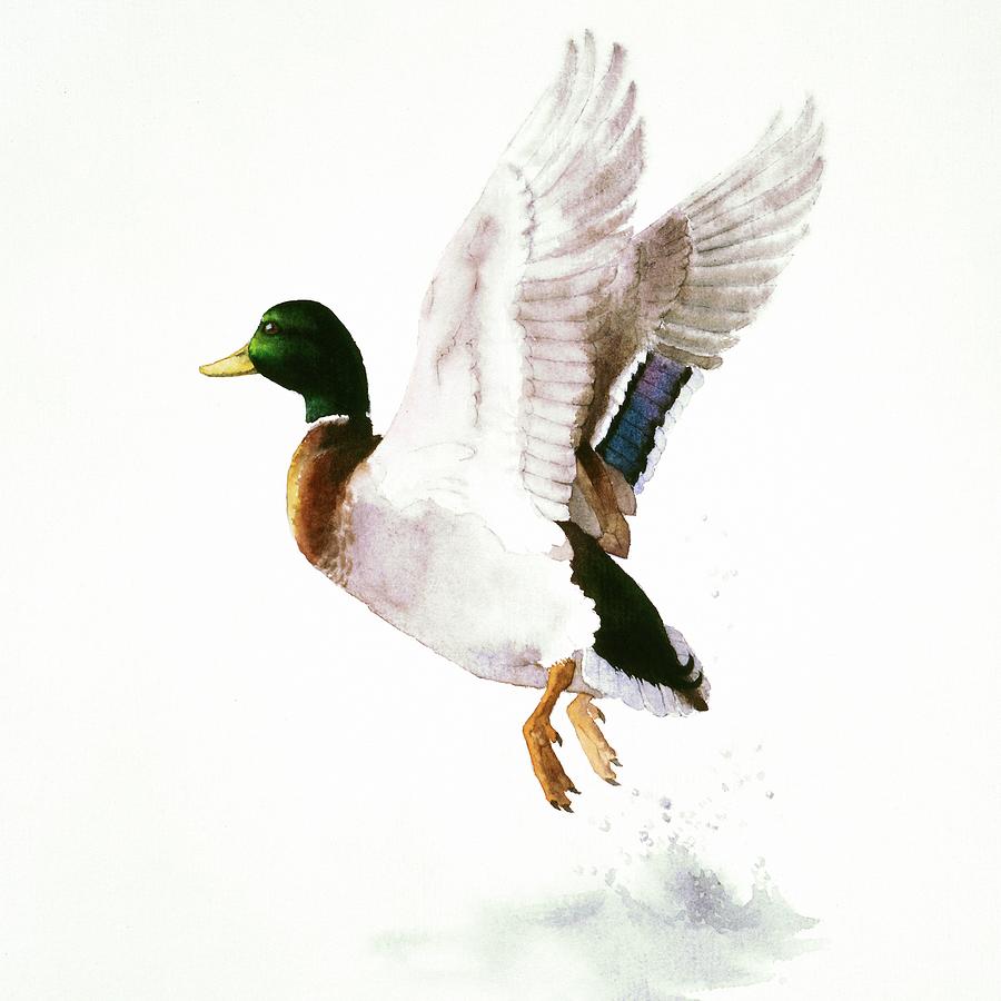Duck Painting - Mallard Flying Away Watercolor by Attila Meszlenyi