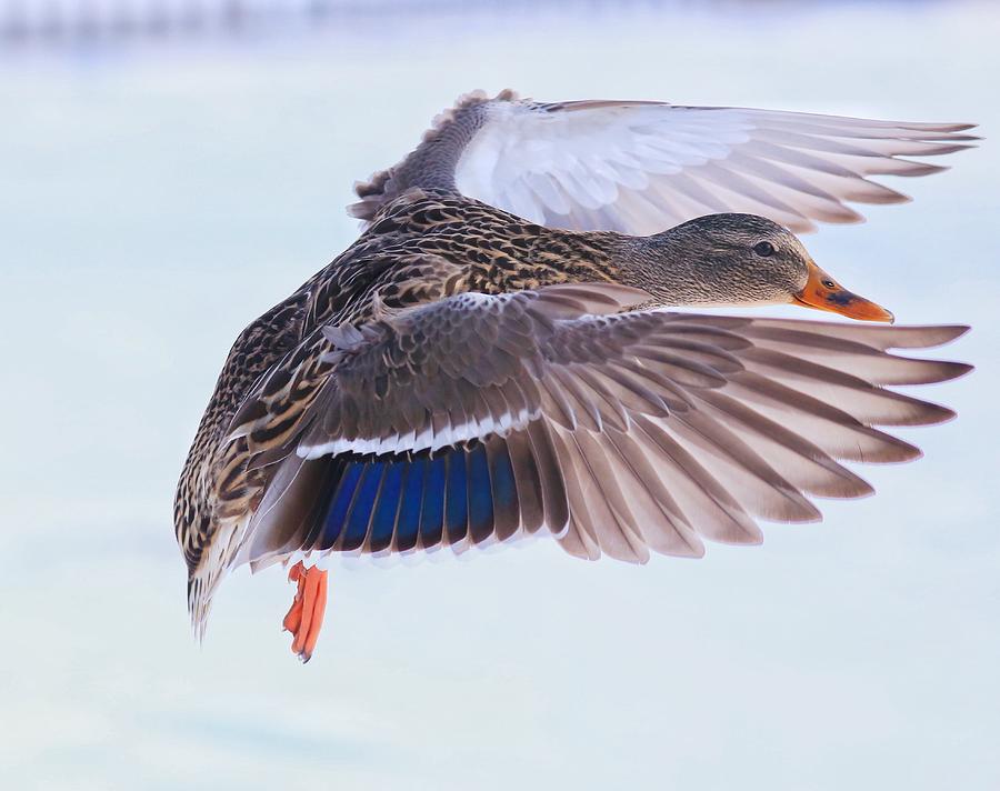 Mallard flying in winter Photograph by Lynn Hopwood