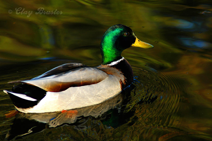 Duck Photograph - Mallard Green by Clayton Bruster