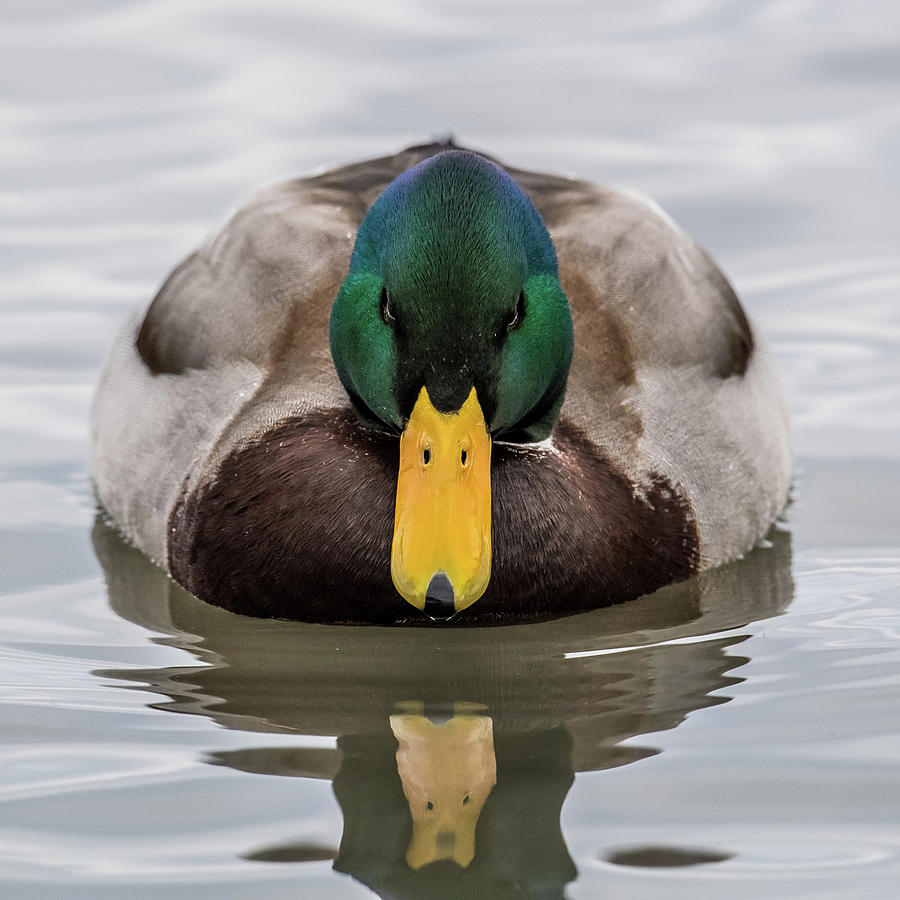 Duck Photograph - Mallard Head On by Paul Freidlund