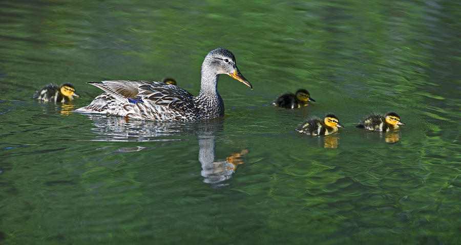 Duck Photograph - Mallard hen and her Ducklings out for a swim by Gary Langley