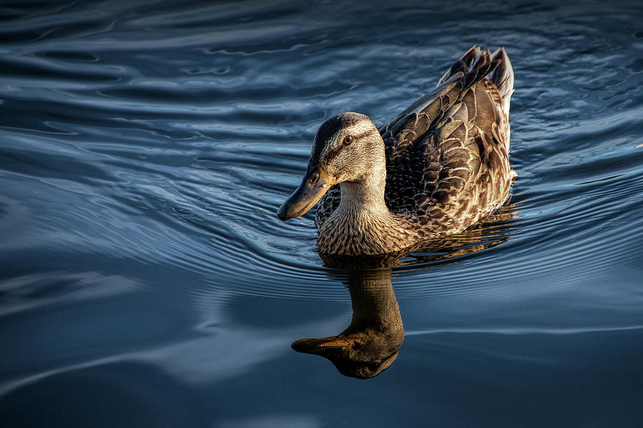 Mallard Hen swimming on the Flat River Photograph by Randall Nyhof