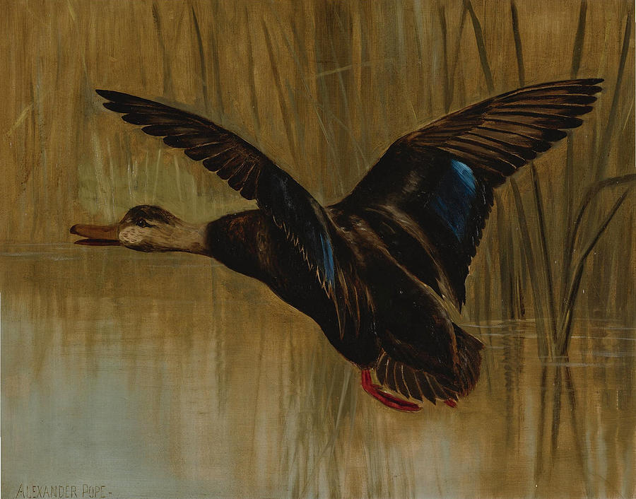 Bird Painting - Mallard in Flight by Alexander Pope