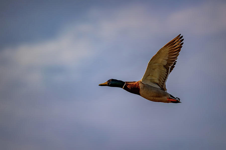 Duck Photograph - Mallard in Flight by Rick Berk