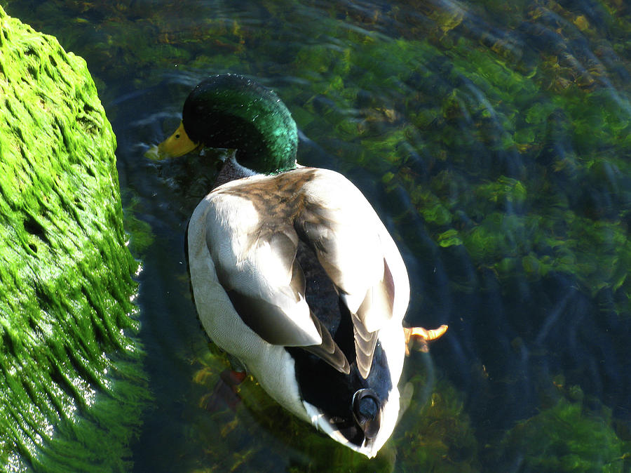 Duck Photograph - Mallard in Green by Samantha Wagner