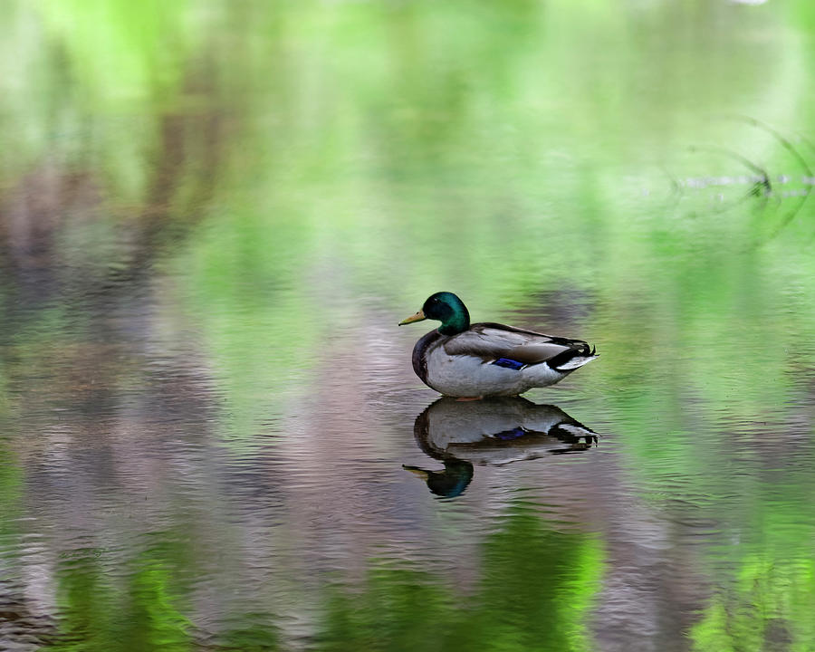 Bird Photograph - Mallard In Reflecting Pool h58 by Mark Myhaver