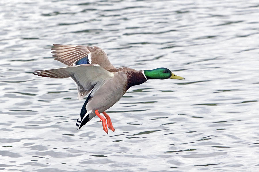 Mallard Landing II Photograph by Randall Ingalls