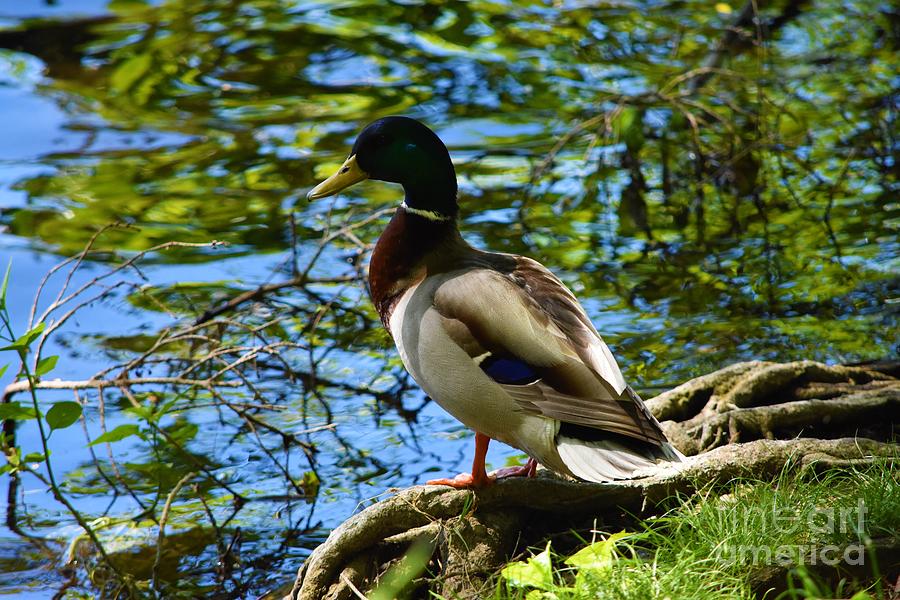 Mallard Male Photograph by Lisa Kleiner Fine Art America