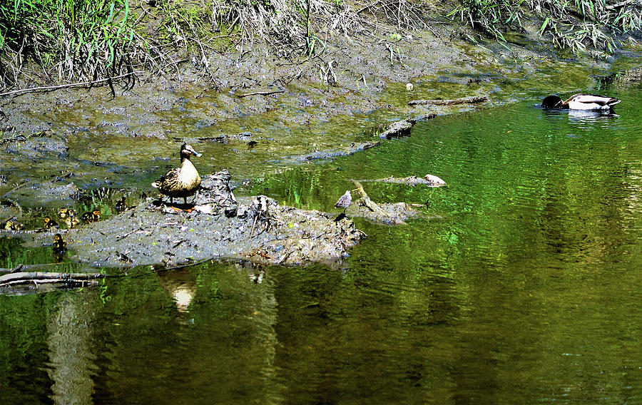 Mallard Mama And Ducklings Photograph