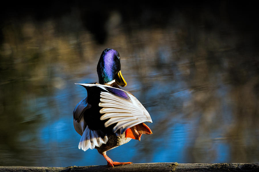 Duck Photograph - Mallard by Michele Wright