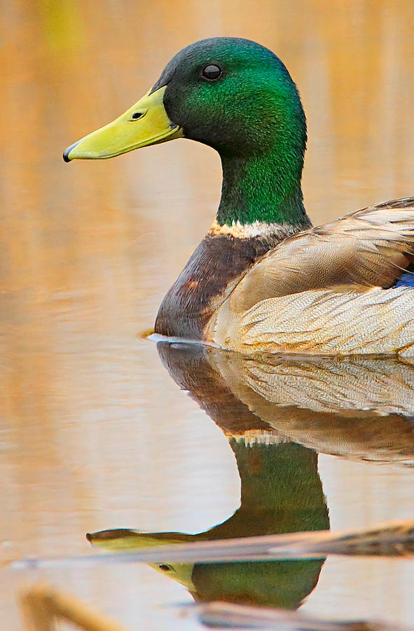 Duck Photograph - Mallard Mirror by William Jobes