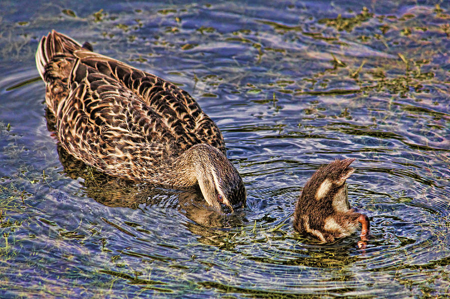 Mallard Mom And Baby Photograph by HH Photography of Florida