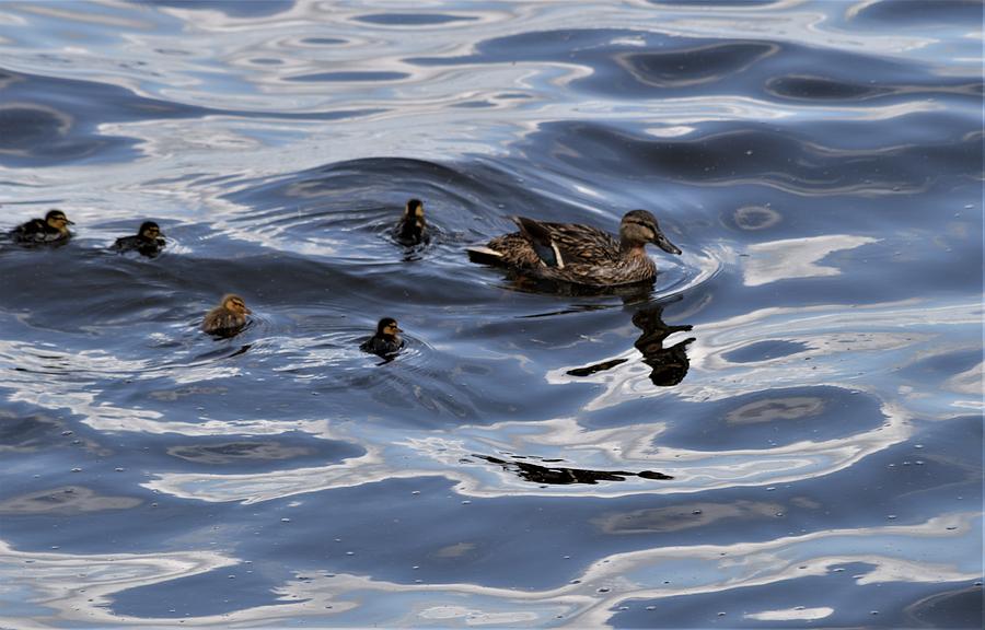 Mallard Mother and Ducklings Photograph by Warren Thompson