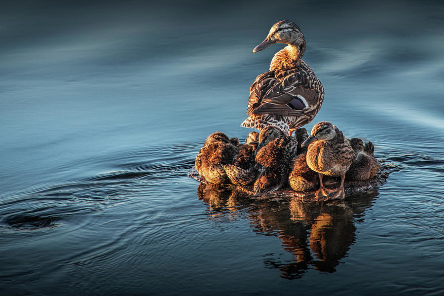 Mallard Mother Hen standing Guard over her Ducklings Photograph by Randall Nyhof