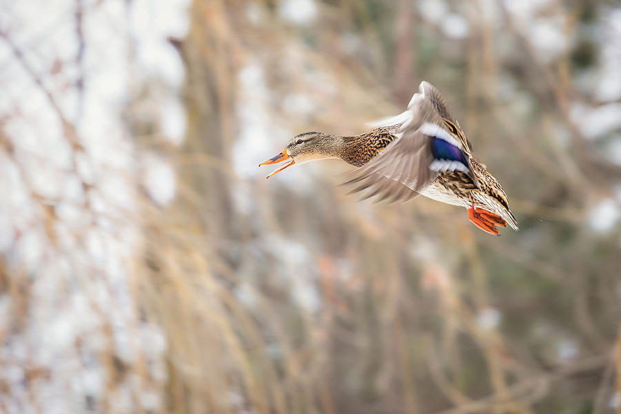 Mallard on the Move Photograph by Penny Meyers