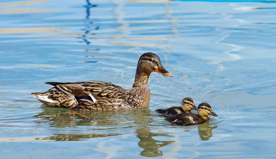Mallard or wild duck, anas platyrhynchos, and baby Photograph by Elenarts - Elena Duvernay photo