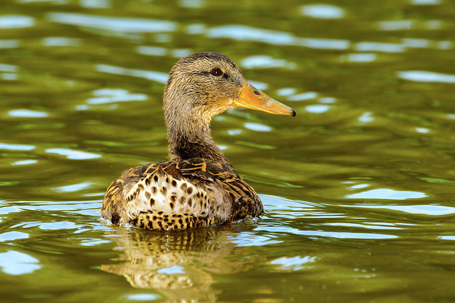 Nature Photograph - Mallard or wild duck - Anas platyrhynchos by Jeff Jarrett