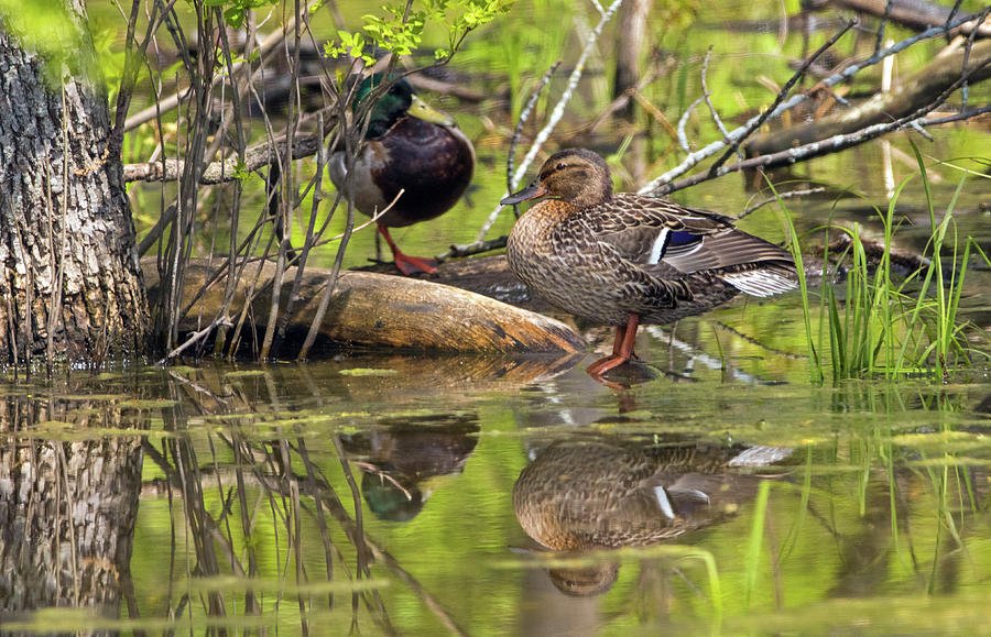 Mallard Pair in the Woods Photograph by Ira Marcus