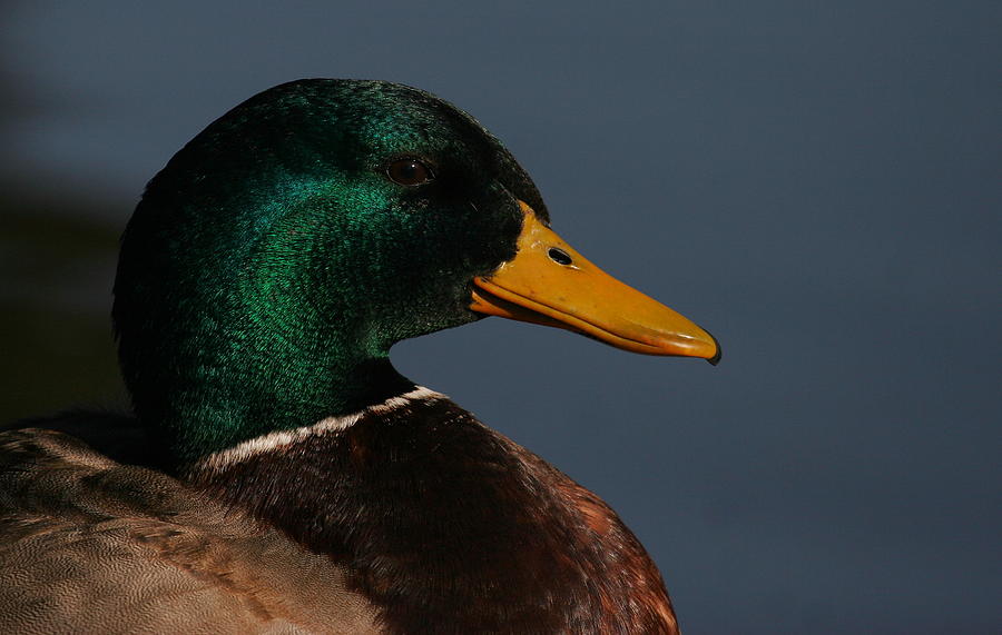 Duck Photograph - Mallard Portrait by Andrew Johnson