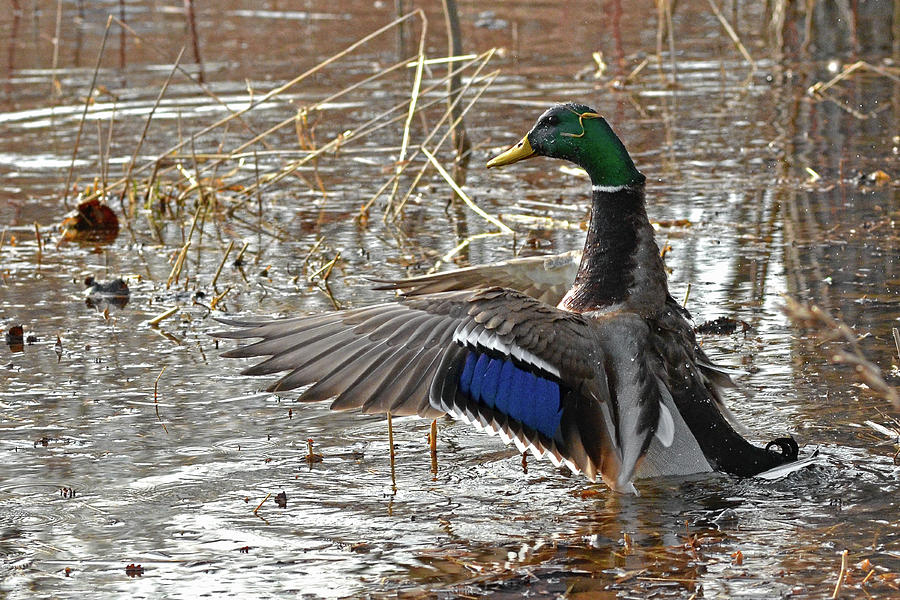 Duck Photograph - Mallard, prince of the marsh by Asbed Iskedjian