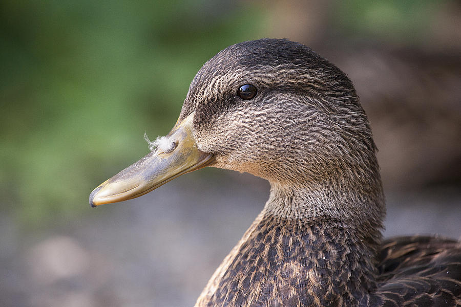 Duck Profile Photograph by Eunice Gibb