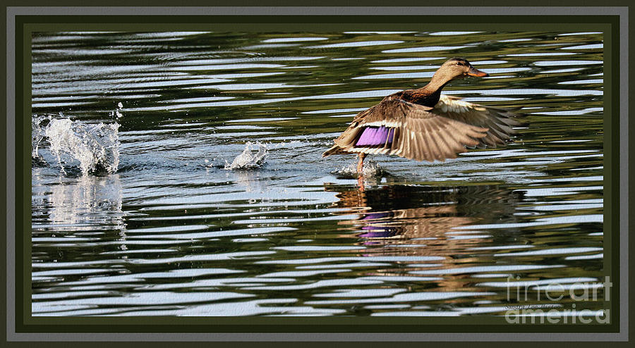 Duck Running On Water, Framed Photograph by Sandra Huston