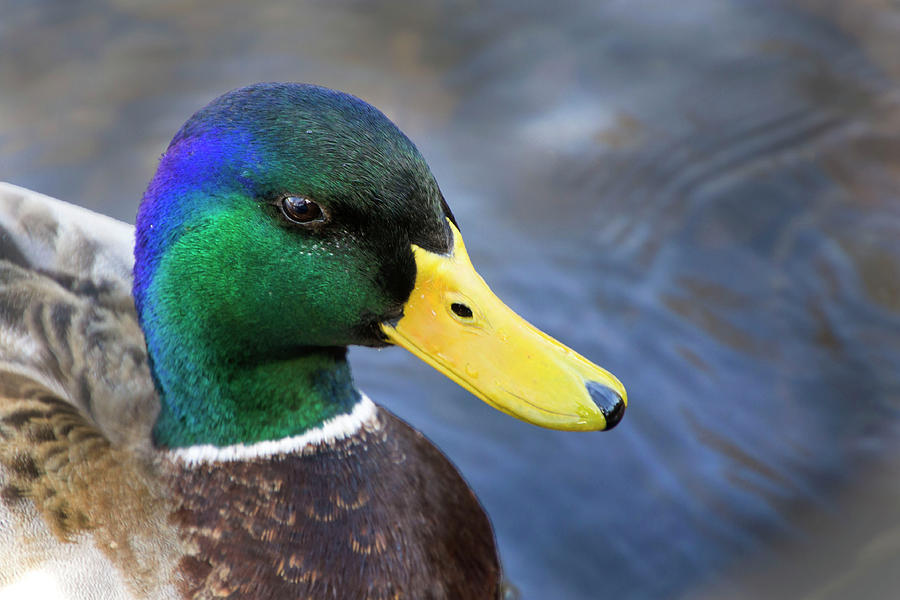 Duck Photograph - Mallard by Sandi Kroll