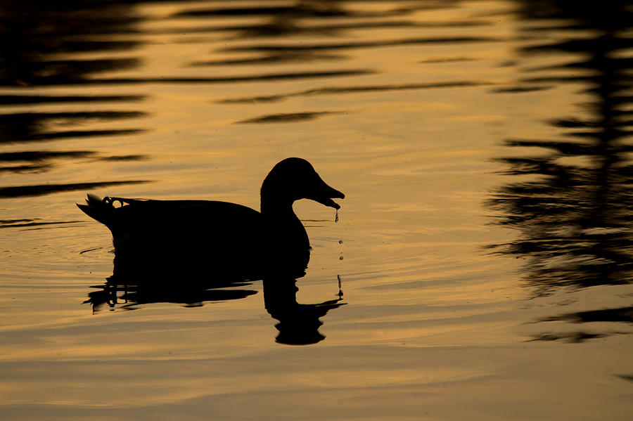 Mallard Photograph - Mallard Silhouette by Nathaniel Kidd Mallard Photograph - Mallard Silhouette by Nathaniel Kidd