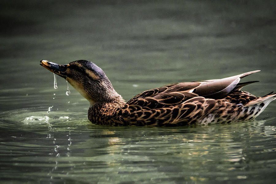 Mallard Sipping Water Photograph by Ray Congrove