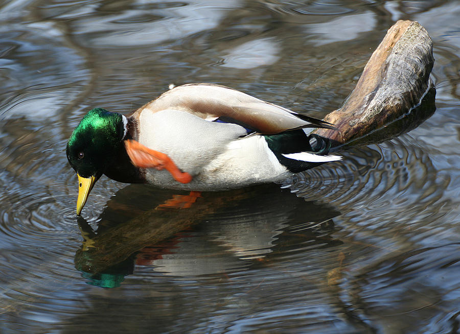 Mallard With an Itch Photograph by William Selander
