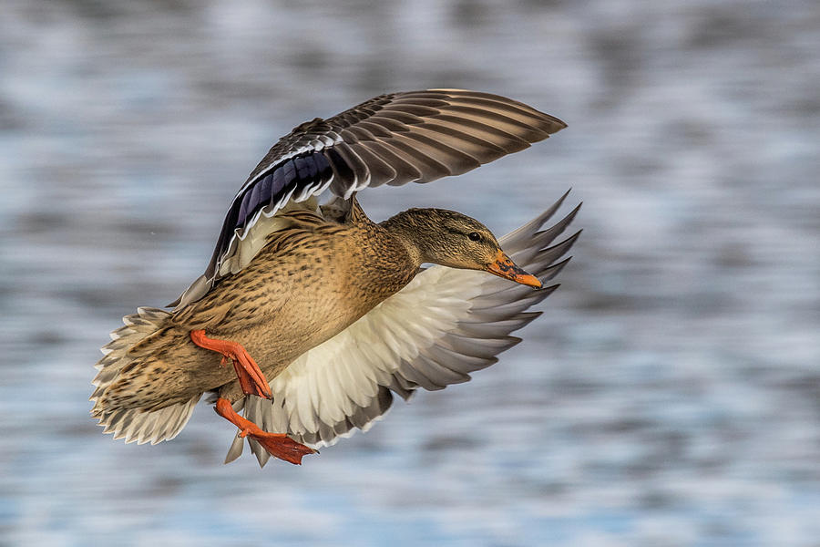 Mallard with Cupped wings Photograph by Paul Freidlund