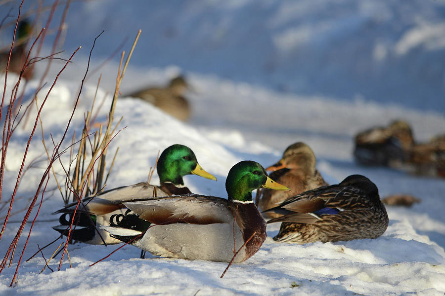 Mallards at Rest Photograph by Whispering Peaks Photography