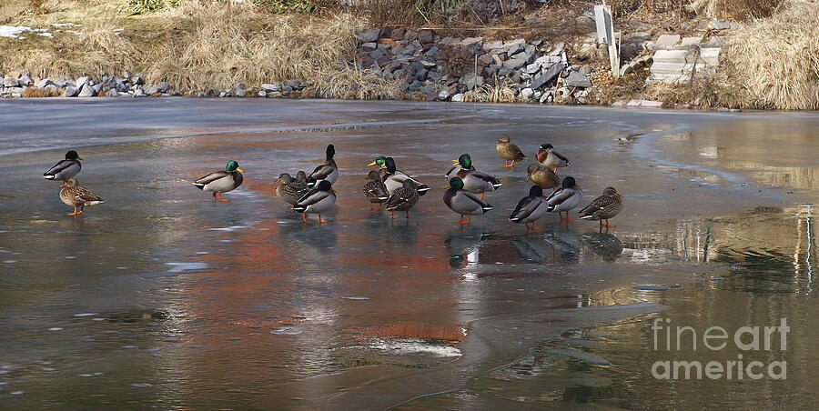 Mallards Discussing The Weather Photograph by Marcia Lee Jones