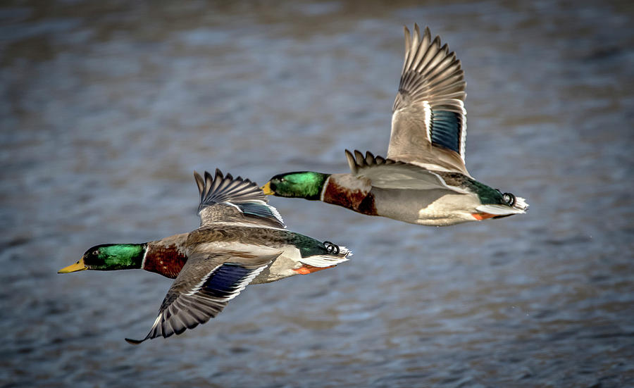 Mallards Fly By Photograph by Ray Congrove | Fine Art America