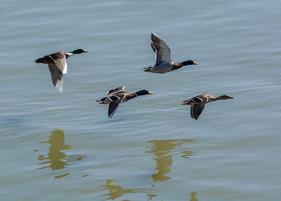 Mallards flying over the Ohio Photograph by Holden The Moment