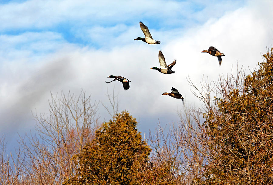 Mallards In Flight Photograph by Debbie Oppermann