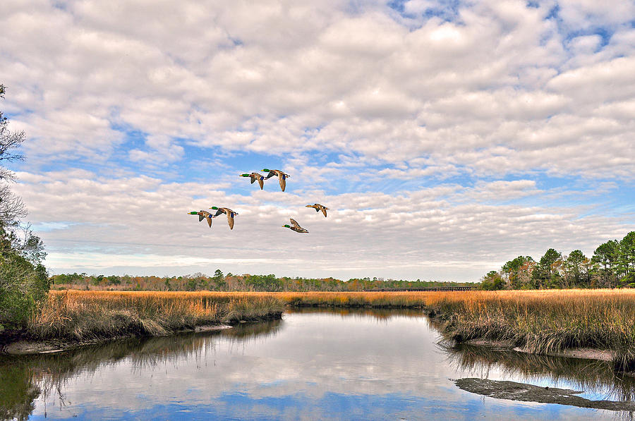 Fall Photograph - Mallards In Flight by Donnie Smith