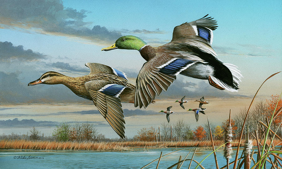 Wildlife Painting - Mallards in Flight by Mike Brown